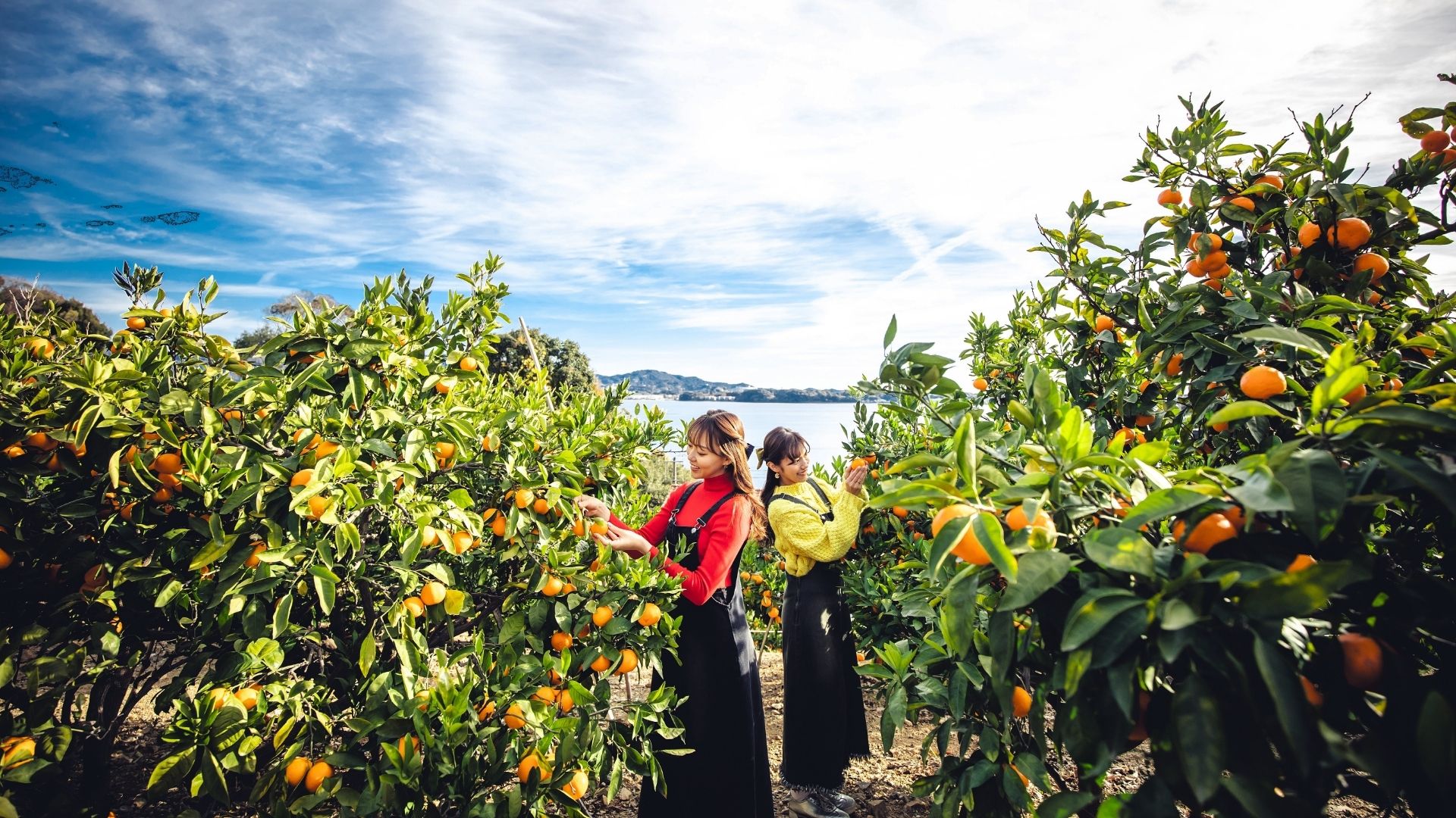 三ヶ日みかん、今が旬です!