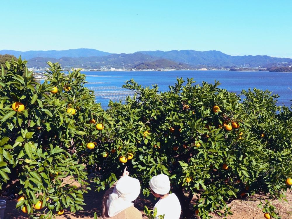 三ヶ日みかんが実る園内