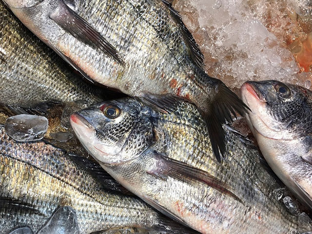 代表的なアサリの食害魚であるクロダイ