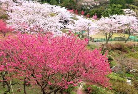 奥山高原