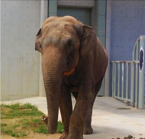 豊橋総合動植物公園（のんほいパーク）